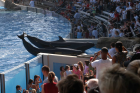 thumbs/seaworld 042.png